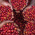 Uganda’s coffee quality ranked third globally