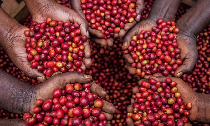 Uganda’s coffee quality ranked third globally