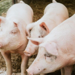 Farmers feeding pigs on ARVs for fattening