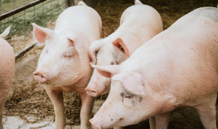 Farmers feeding pigs on ARVs for fattening